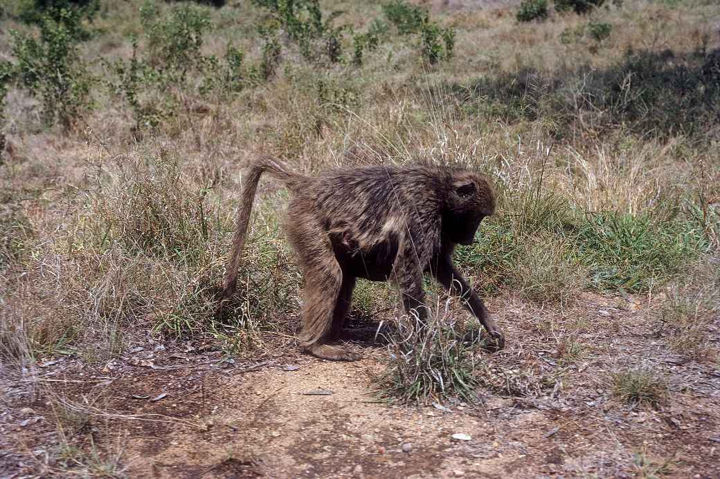 Baboon, Kruger National Park